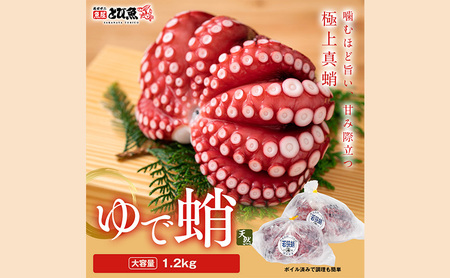 まだこ 福井県産 2Kg 3杯 タコ ボイル まだこ