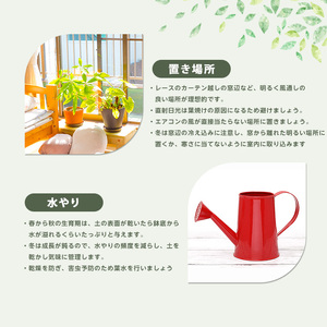 【観葉植物】モンステラ50cm～70cm Green Farm M IB075-011 観葉植物 ※北海道・沖縄・離島配送不可