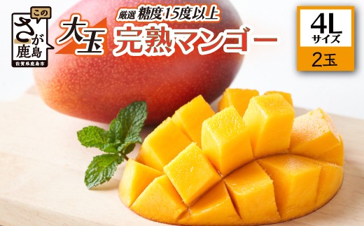 厳選 濃厚完熟! まっちゃん  マンゴー 糖度15度以上 2玉 合計約1kg～1.3kg 4Lサイズ 大きめ 大玉 アップルマンゴー フルーツ 果物 生産者直送 佐賀県 鹿島市 国産 九州産 絶品 感動 濃厚 人気 大人気 送料無料 【2026年5月中旬頃から6月初旬発送予定】D-125