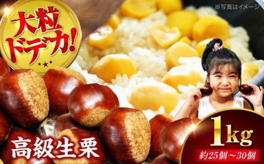 栗【先行予約】【2026年9月下旬から配送開始】ドデカ 生栗 1kg（ 約 75 個 〜 90 個 ） マロン クリ くり 栗ご飯 栗ごはん くだもの 果物 フルーツ ふるーつ 生栗 高級 贅沢 大粒 風味豊か 甘い 栗きんとん モンブラン 栗の渋皮煮 和菓子 料理 アレンジ 秋の味覚 先行予約 おすすめ 人気 お取り寄せ 送料無料 贈答 ギフト 愛媛県大洲市/有限会社西山青果 [AGAR004]