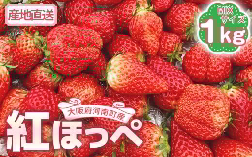 【紅ほっぺ】MIX（サイズいろいろ）1kg程度 ／ べにほっぺ いちご 苺 果物 フルーツ 1kg 1キロ 小粒 大粒 サイズミックス サイズ混合 サイズいろいろ 国産 河南町産 大阪府 特産 No.257