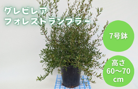 グレビレア　フォレストランブラー ／ グレビレア フォレストランブラー 植物 観葉植物 鉢植え