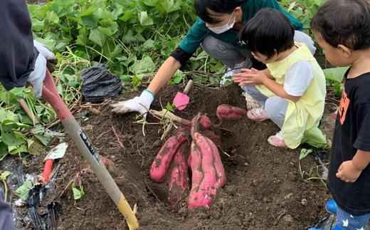 【ほしいも 120g×6個】入金確認後、順次発送 農薬不使用 無添加  なつかしい素朴な味 お菓子 スイーツ おかし 和菓子 和スイーツ さつまいもの自然な甘み サツマイモ 干しいも 干しイモ ダイエ
