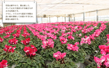 シクラメン 5号鉢 × 1株 花 鉢植え シクラメン 木村園芸