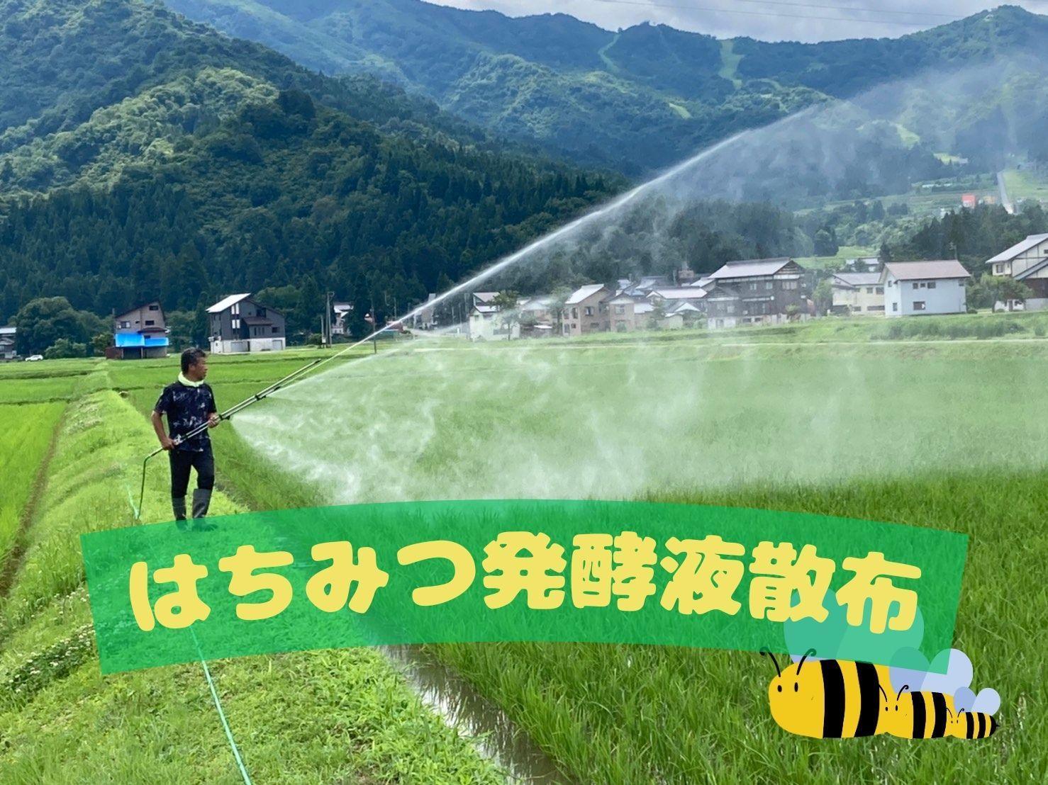 【令和７年産・新米予約】新潟県南魚沼産（塩沢地区）はちみつ米コシヒカリ 10kg※蜂蜜発酵液肥料栽培