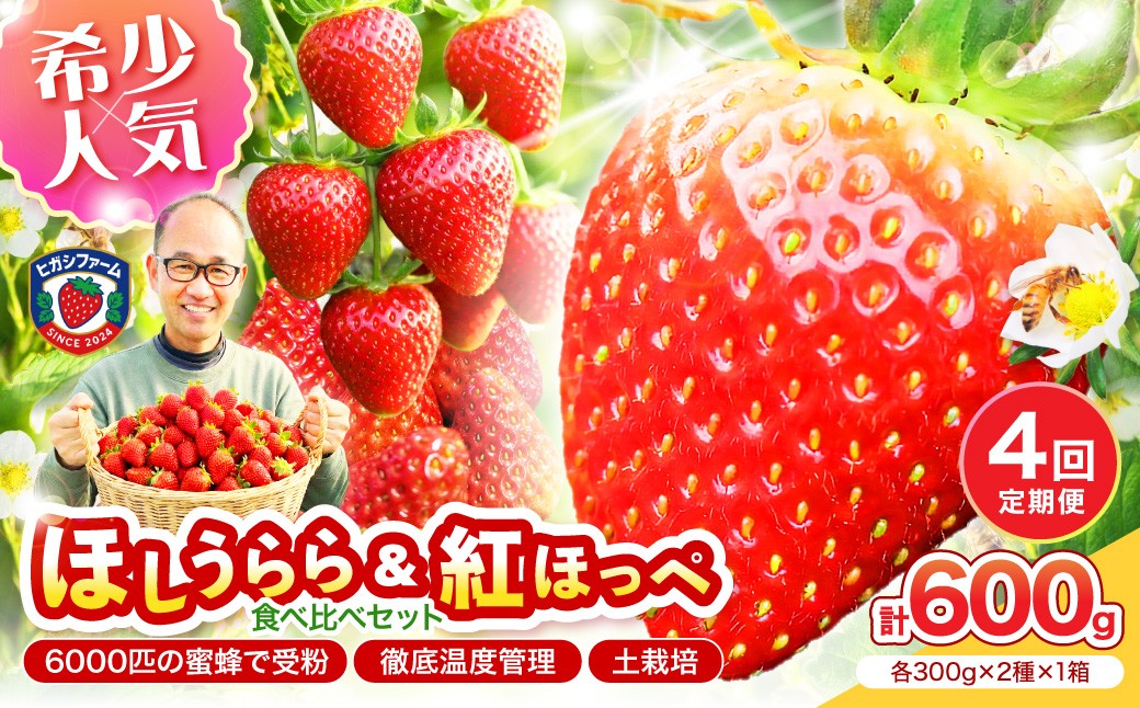 
                  【2027年1月～5月発送予定】希少品種 ほしうらら と 紅ほっぺ の食べ比べセット 約600g（約300g×各種1パック×1箱）4ヶ月定期便【配送不可地域：北海道・沖縄・離島】【121B-008-2027】
                