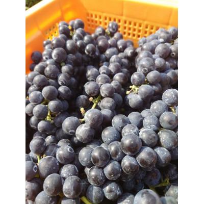 ふるさと納税 甲州市 塩山洋酒醸造のワイン赤白2本セット |  | 03