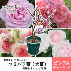花巻温泉バラ園で育った「つるバラ大苗」7号サイズ -ピンク-