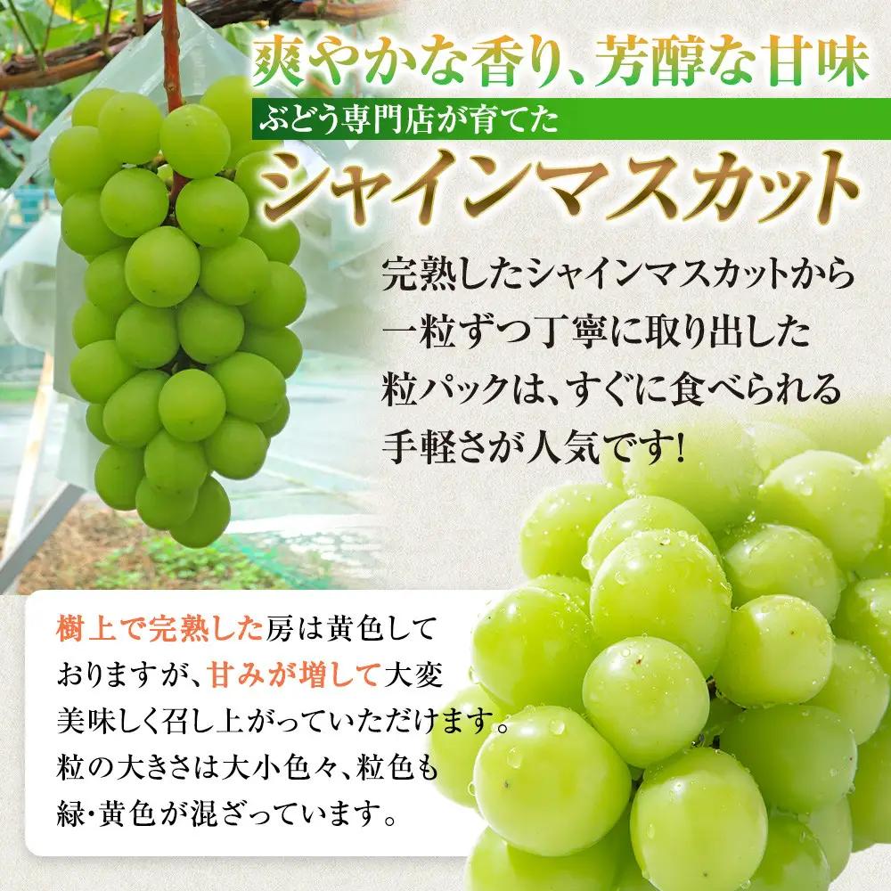 タマファーム　長野市産 シャインマスカット 粒パック ご家庭用 1.2kg（300g×4パック）  | シャインマスカット ぶどう 葡萄 フルーツ