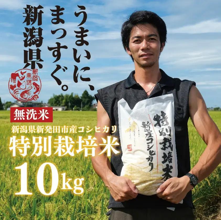 無洗米 10kg 令和7年産 コシヒカリ 新潟 toushin011_04