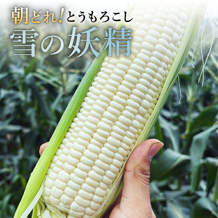 【ふるさと納税】農業系YouTuber「たわらファーム」さんの朝採れとうもろこし[雪の妖精」5本（4本＋傷み補償1本）／コーン　トウモロコシ　野菜　食品　BBQ　産地直送【2027年6月下旬〜7月上旬順次発送】