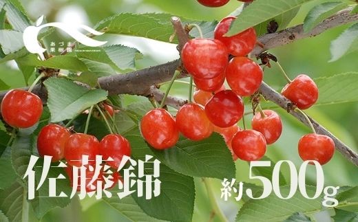 No.2335さくらんぼ（佐藤錦500g）【2025年発送】
