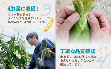 ＜先行予約＞ 朝採り とうもろこし 10本～11本 とうもろこし 冷蔵 糖度 フルーツ くらい 甘い 田原市 トウモロコシ コーン おやつ スイーツ コーンスープ にも 事前予約 旬 夏 初夏 野菜 