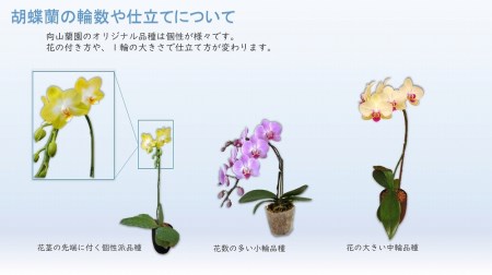 向山蘭園のクリスタルオーキッド　“ミディプレミアム”　ミディ胡蝶蘭（おまかせ）B2-1104