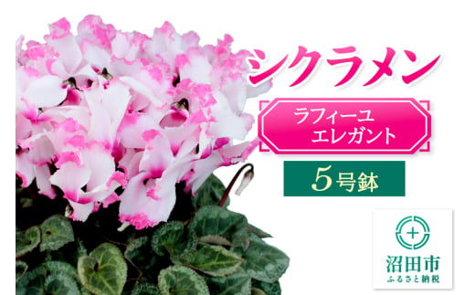 《12月以降発送》北海道・離島以外配送 シクラメン5号鉢 ラフィーユエレガント