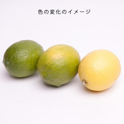 ふるさと納税 和歌山市 レモン1kg+250g(傷み補償分)【和歌山有田産】【防腐剤・WAX不使用、安心の国産レモン】 |  | 03