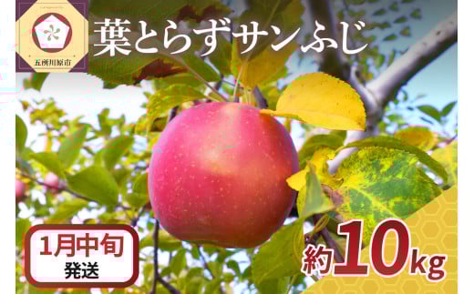 【2026年1月中旬発送】 りんご 10kg 葉とらず サンふじ 青森