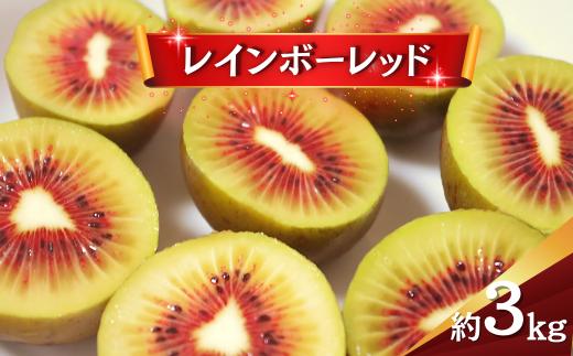 キウイ レインボーレッド 3kg キウイフルーツ キウイ 国産  ビタミンC 果物 フルーツ 数量限定 期間限定  フルーツ 果物 食物繊維 朝ごはん デザート ヘルシー  酸味 甘い くだもの 朝食 スムージー ヨーグルト 栄養補給