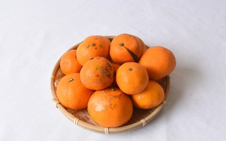 【来シーズン 先行予約】≪家庭用≫カラマンダリン 約10kg ※2026年3月下旬～順次発送 農家直送 / くだもの 果実 柑橘 果物 フルーツ 国産 和歌山県 由良町 からまんだりん カラ 人気 お