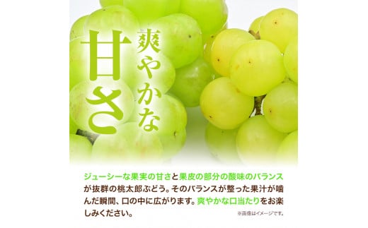 先行予約 岡山県産 桃太郎ぶどう （1房680g以上） 1房入り ぶどう フルーツ 令和8年産先行受付《2026年9月上旬-10月下旬頃出荷》【配送不可地域あり】H-26b