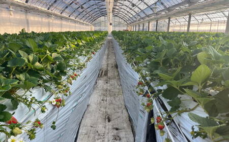 【2025年3月より順次発送】和歌山県産ブランドいちご「まりひめ」約300g×2パック入り ※2025年3月上旬～3月下旬順次発送予定（お届け日指定不可）【tec965-3】