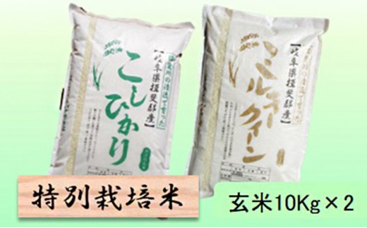 
                  特別栽培米★玄米20kg 【コシヒカリ・ミルキークイーン】各10Kg お米 ブランド米 銘柄米 ご飯 お米の王様 モチモチ 冷めても美味しい 低アミロース米 
                