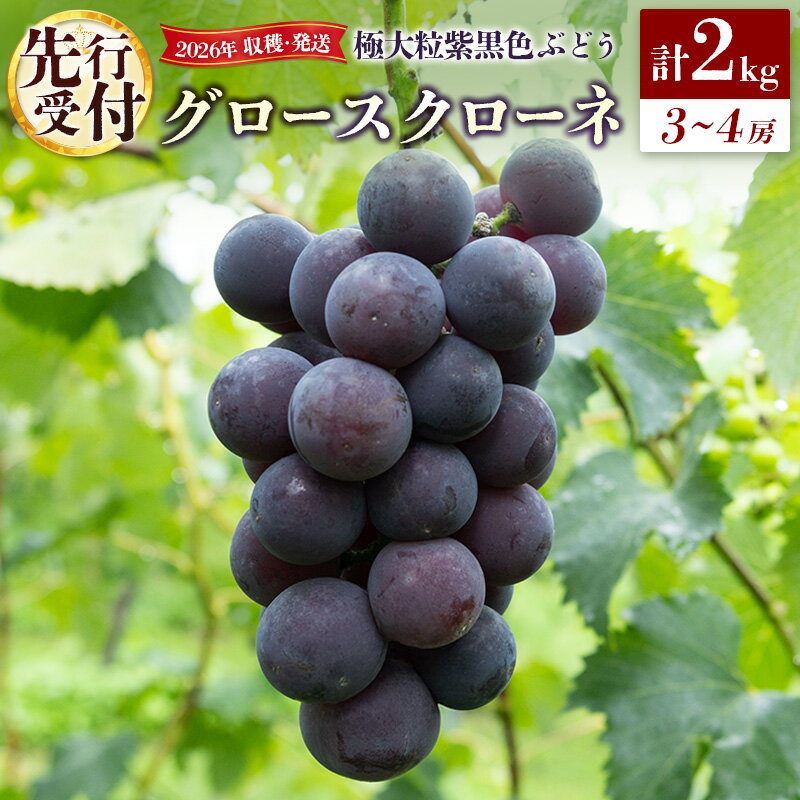 【ふるさと納税】［先行受付］ぶどう 2026年収穫・発送 極大粒紫黒色ぶどう「グロースクローネ」計2kg 3〜4房 ブドウ フルーツ 人気 果物 新富町産