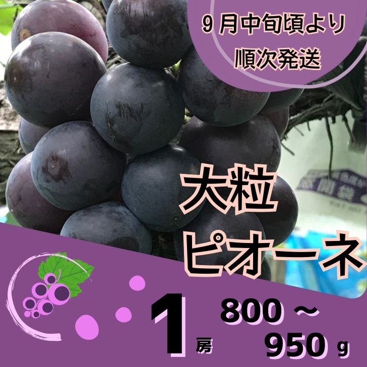 【ふるさと納税】Y7　ピオーネ 1房 （ 800g ~ 950g )　※9月ごろより順次発送※ 【 ぶどう ブドウ 数量限定 大粒 ギフト 自宅用 贈答 】