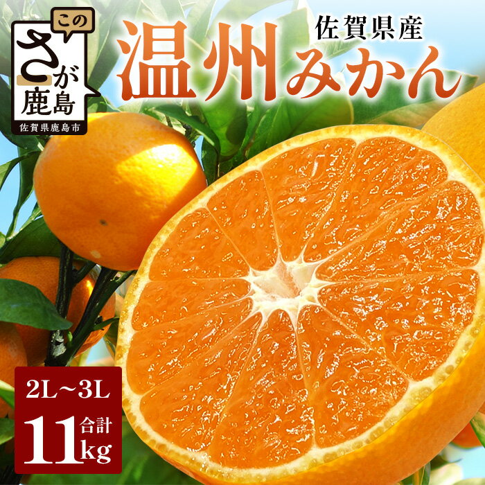 【ふるさと納税】佐賀県産 温州みかん 11kg (2L〜3L混載) 大玉みかん 《2025年11月下旬〜1月上旬頃発送予》| ふるさと納税 みかん 大玉 大容量 果物 フルーツ くだもの 果実 甘い 柑橘 お取り寄せ 旬 国産 九州 ふるさと 人気 佐賀産 鹿島産 送料無料 B-802