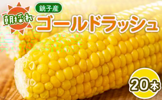 先行予約 とうもろこし 20本 約7kg 銚子産 トウモロコシ コーン 野菜 やさい 旬 旬の野菜 夏野菜 朝採り 朝採れ 国産 産地直送 小分け 冷蔵 大容量 人気 健康 ビタミン 美容 BBQ キャンプ お取り寄せ 贈答 コーンスープ ふるさと納税 ふるさと納税とうもろこし ふるさと納税野菜 なんばん とうきび toumorokosi 送料無料 千葉県 勘兵衛 【7月中旬~8月上旬発送予定】