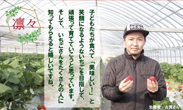 【先行予約令和8年1月配送開始】佐賀ブランド苺「いちごさん」合計1,000g（250g×4セット）凛々苺 いちご イチゴ  農家直送品 果物 くだもの フルーツ 人気 ランキング 高評価 送料無料