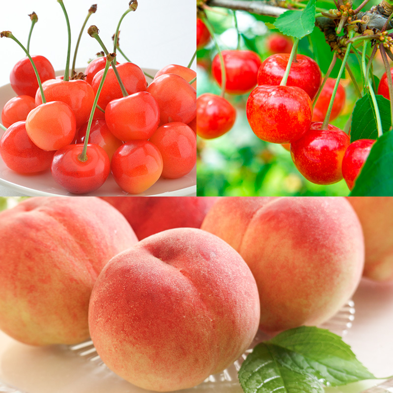 【定期便5回】やまがた人気の果物ベスト5！大粒、大玉、希