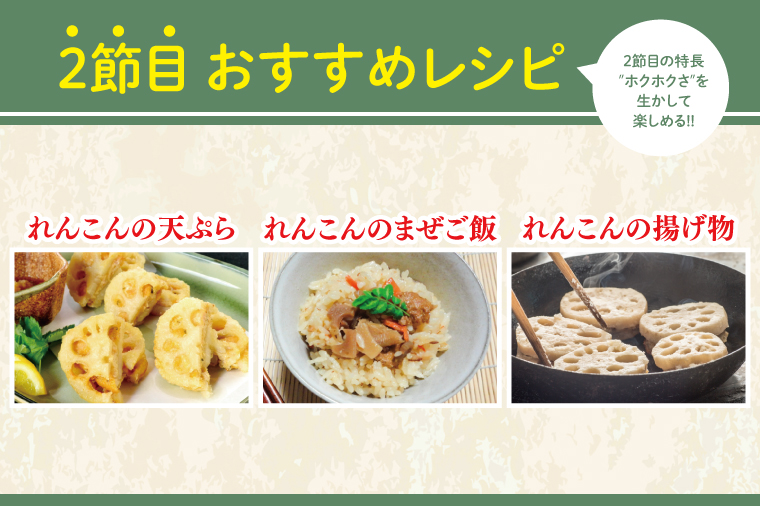 【洗い】「横瀬農園のれんこん」 約２kg（２本入）/ 農家直送 レンコン れんこん 茨城県産 野菜 根菜 行方市産  新鮮 栄養豊富 生産量 日本一(HB-5)