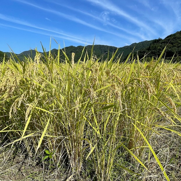 【定期便】令和7年産 丹波篠山 コシヒカリ でかんしょ米 5kg×6回お届け 低温貯蔵 香り良い 美味しいお米 国産米 白米 丹波篠山
