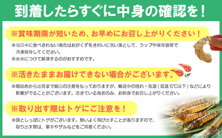 【期間限定】姫島産 活き車えび (養殖) 500g 常温配送 お歳暮ギフト 熨斗可 【宅配ボックス不可】 国産 海鮮 ギフト 刺身 焼き しゃぶしゃぶ A32