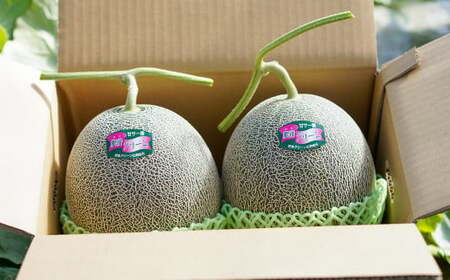 つるたファームの朝採り肥後グリーンメロン 2玉セット【2026年5月上旬～5月下旬発送予定】 フルーツ くだもの 果物 メロン グリーンメロン 肥後グリーンメロン 