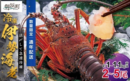 ［日付指定できる！］文恵丸水産の熊野灘産活〆急速冷凍伊勢海老　竹2～5尾 約1～1.1kg前後【要日時指定配達 急速冷凍 プロトン 魚介 伊勢海老 伊勢えび 海老 えび 三重県 御浜町 冷凍】