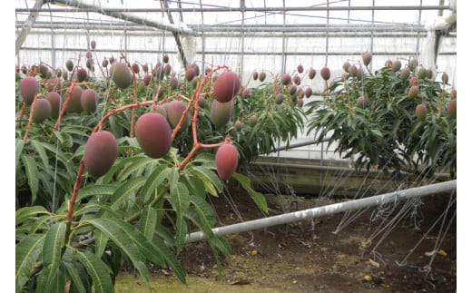 【2026年6月より順次発送】【先行予約】赤秀アーウィンマンゴー 3～4玉(約1.5kg)(化粧箱)｜沖縄県 豊見城市 マンゴー アーウィンマンゴー フルーツ 果物 くだもの おきなわマンゴー ギフト