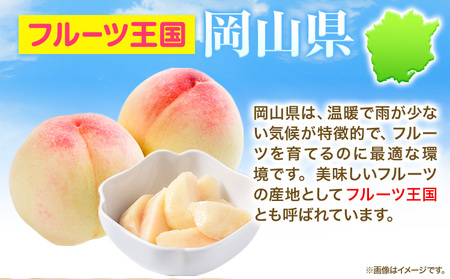 先行予約 岡山 白桃 約4kg