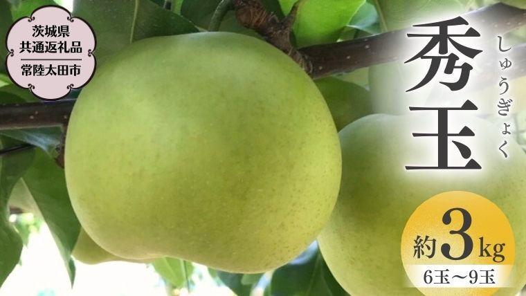 
                  茨城県産 『幻の 梨 』 秀玉 約 3kg 6玉 ～ 9玉 【茨城県共通返礼品／常陸太田市】桧山果樹園 農家直送 桧山果樹園 農家直送 フルーツ  甘い 直送 茨城 限定 ギフト 梨 秀玉 しゅうぎょく 果物 [DU005sa]
                