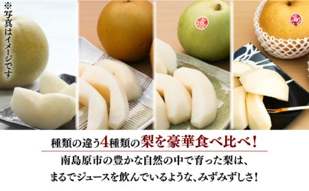【2024年7月〜発送】【4回 定期便 ！南島原の 梨 を 食べ比べ ！】幸水 豊水 二十世紀 新高 / 梨 なし フルーツ フルーツ定期便 / 南島原市 / 藤原果樹園[SBV005]