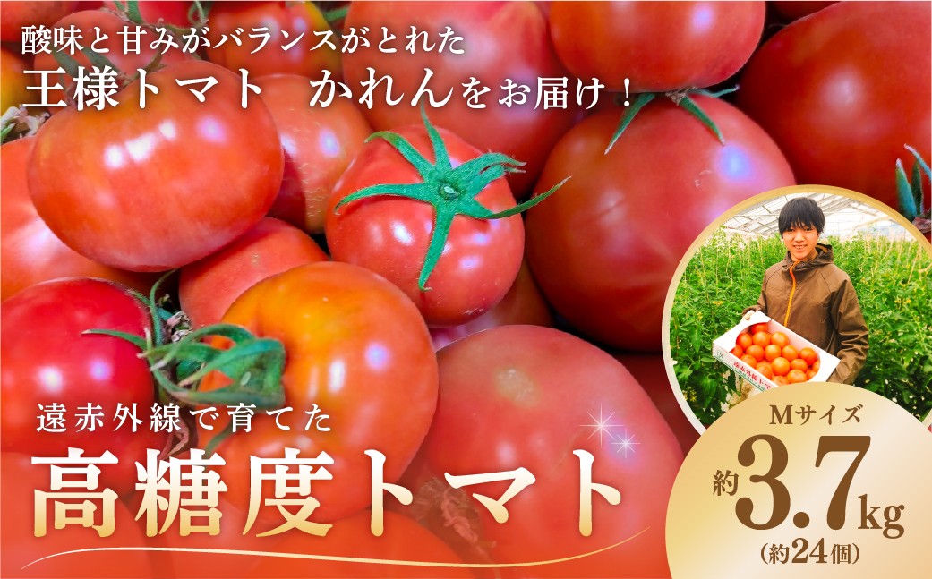 
                  遠赤外線で育てた高糖度トマトMサイズ 約3.7kg 1箱（約24個入り） mi0019-0004 【野菜 トマト 酸味 王様トマト かれん パスタソース スープ】
                