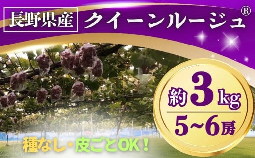 【2025年先行予約】ぶどう クイーンルージュ® 約3kg(5~6房) 長野県オリジナル品種｜ 果物 フルーツ 赤ぶどう 葡萄 ブドウ 種無し 種なし 皮ごと 千曲市 長野県 信州