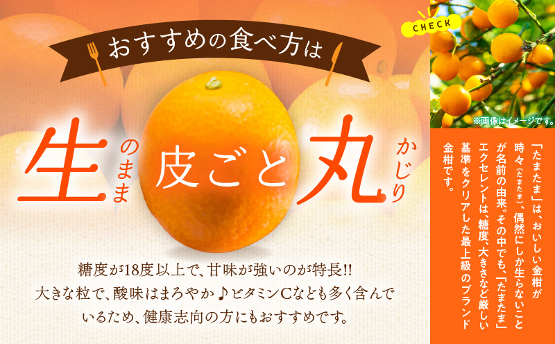 糖度18度以上!! 完熟きんかん たまたま エクセレント 計1kg 傷み補償分入り 期間限定 数量限定 フルーツ 果物 柑橘 金柑 国産 食品 A品 2L 最高級 ブランド 大粒 極甘 デザート おす