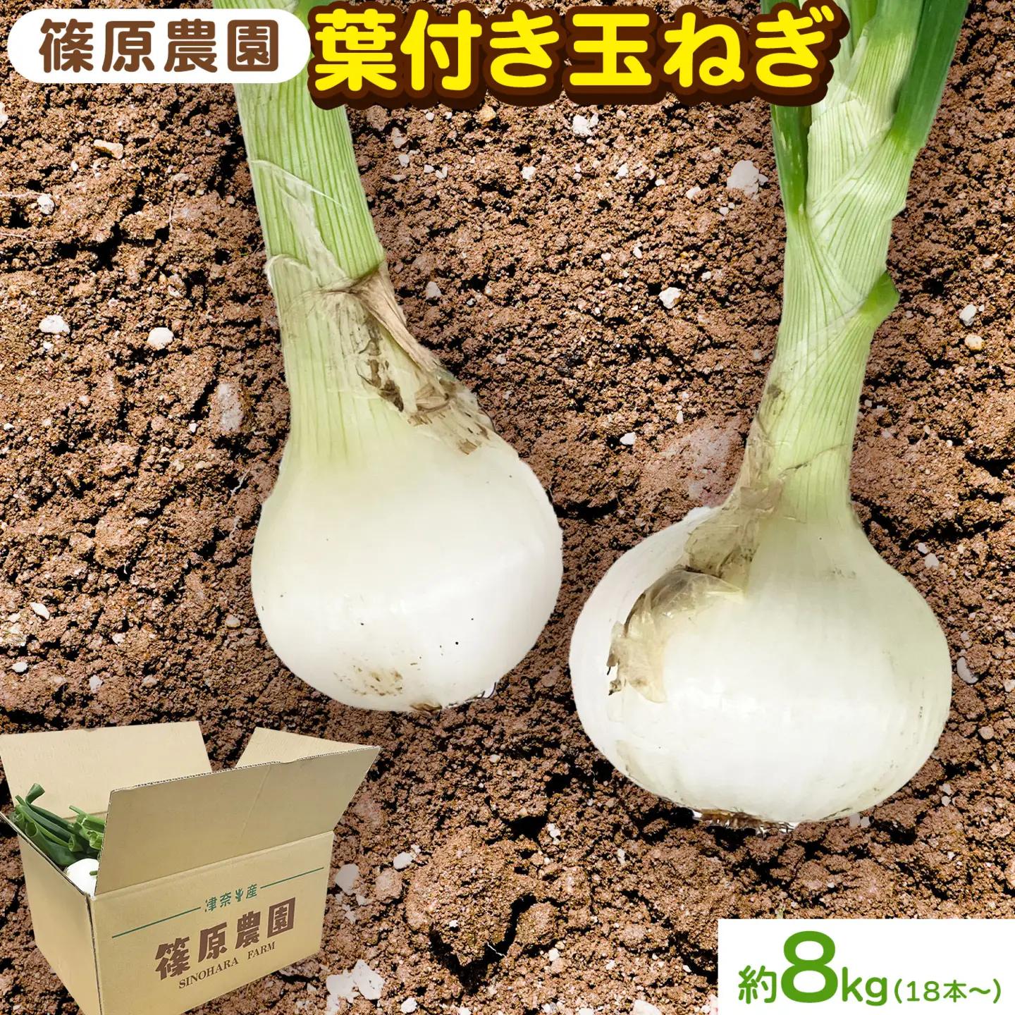 玉ねぎ 葉付き 8kg 玉ねぎ