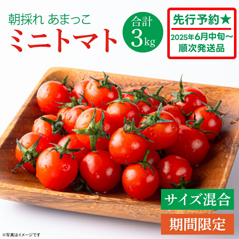 【ふるさと納税】【先行予約★2025年5月～順次発送！】【人気商品】朝採れ あまっこ ミニトマト 3kg 【やさい 野菜 トマト 甘い プチトマト 新鮮 フレッシュ 産地 直送 10000円以下 茨城県 鹿嶋市 】（KAM-19）