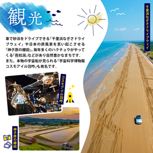 新米 令和7年産 石川県産 こしひかり 10kg 米 【 米 】 