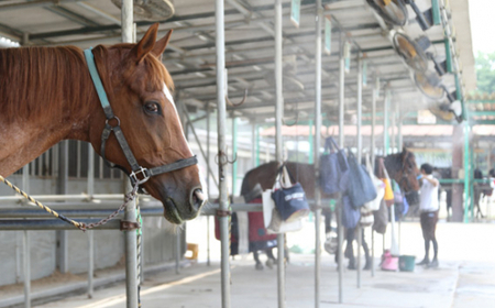 乗馬スクール ペア 1回コース | 乗馬体験