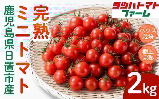No.1195-B ハウス栽培 完熟ミニトマト(2kg) 国産 九州産 トマト とまと ミニトマト 野菜 ハウストマト 完熟 産地直送【ヨツハトマトファーム】【1195-A】【1195-B】【1195-C】