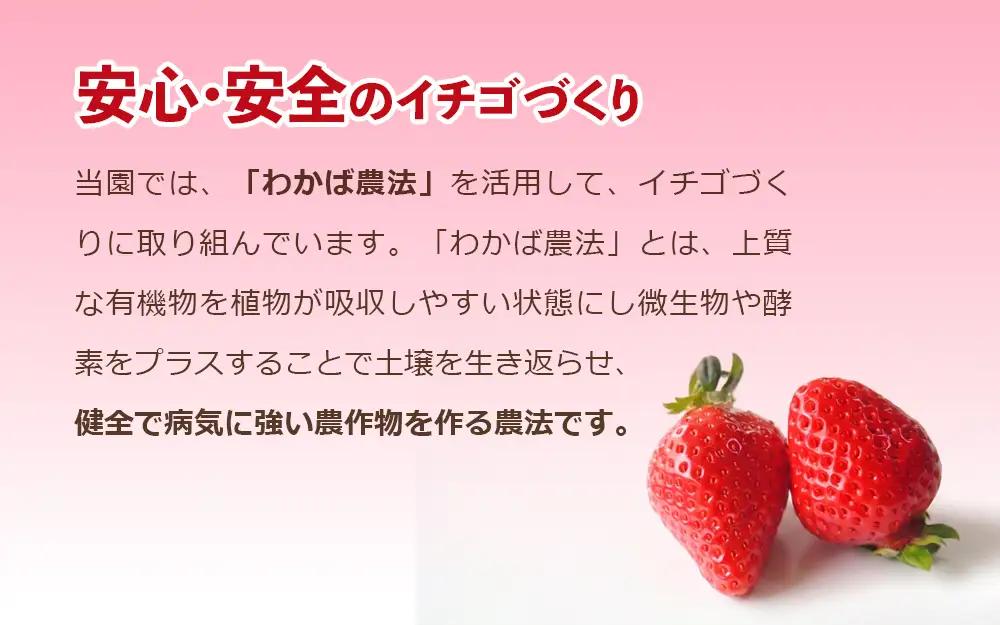 鳥取産いちご　とっておき・章姫（あきひめ）味くらべ2パック（各1パック）セット１kg以上　鳥取県オリジナル品種　限定ブランド　甘くて大きく美味しい　とみハウス【期間･数量限定】_T2600529